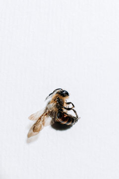 small bee