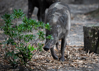 Wild Boar