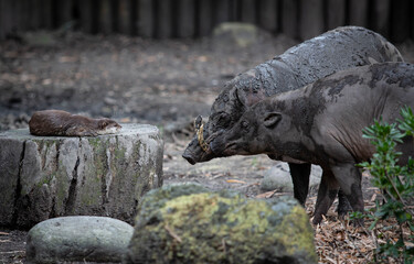 Wild Boar