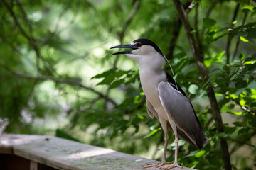 Magpie Bird