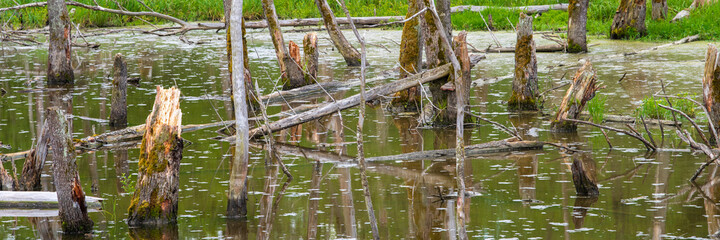 Biotope with tree stumps in the water