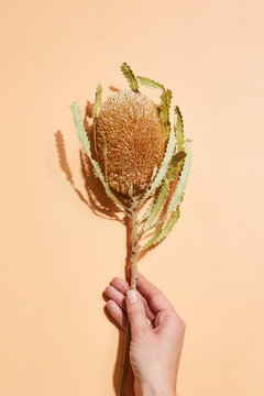 Golden Banksia Flower