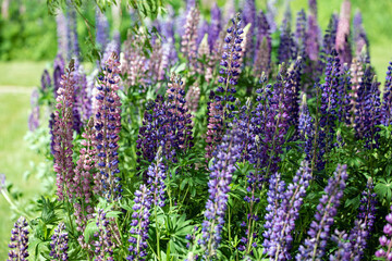 Obraz premium flowers in the garden, nacka, sverige, stockholm, sweden