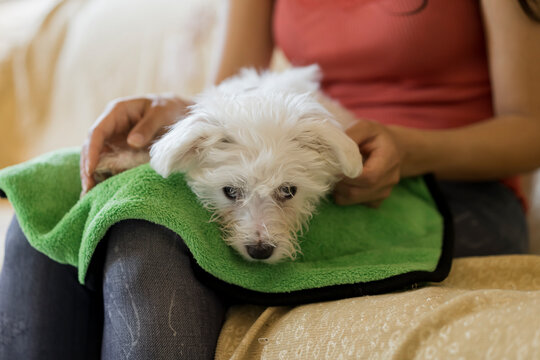 Asian woman with her dog