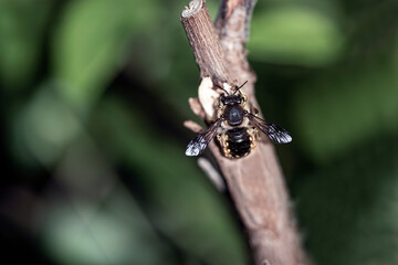 bee on a branch, nacka, sverige, stockholm, sweden