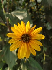 Yellow gerbera daisy flowers, isolated on green leaves background. Flower photography in summer day. Yellow flowers and blue sky, green leaves. 