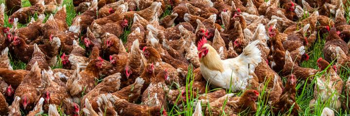 chicken in free range outdoor