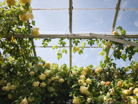 Large yellow Rose growing inside a greenhouse. UK