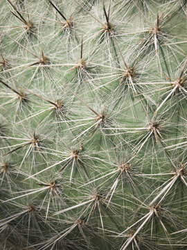 Detail of cactus spines. UK.