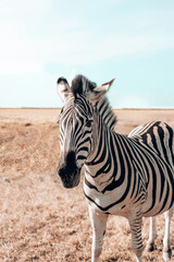 Fototapeta na wymiar Cute zebra on field in savanna against clear sky. Wild horse with white and black stripes