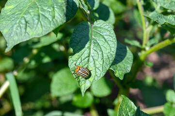 Obraz premium Colorado Potato Beetle on leaf of a potato plant. Potato bug on green leaves in the field. Leptinotarsa Decemlineata. 