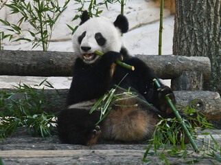 Giant panda (Ailuropoda melanoleuca) sitting and eating bamboo
