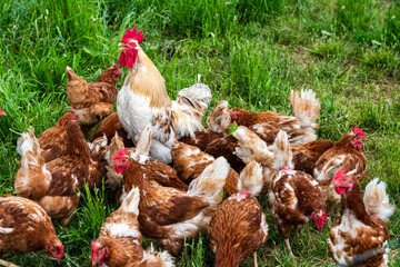 chicken in free range outdoor