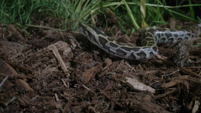 Juvenile burmese python slithering in the grass