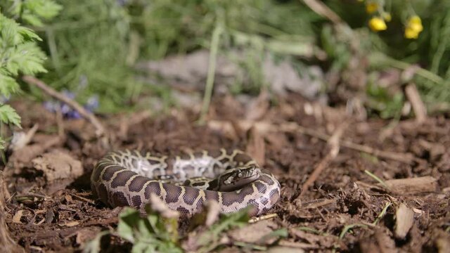 Handling a baby burmese python in natural forest setting