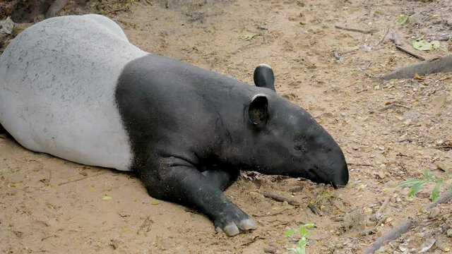 Tapir Malay or Ant Malay relaxing in a conservation area.