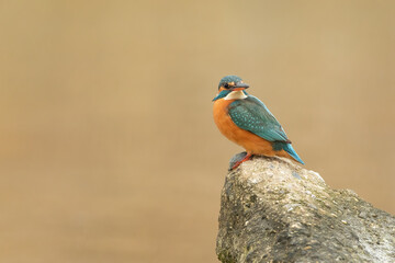 Side portrait of a Common kingfisher standing on the edge of a rock