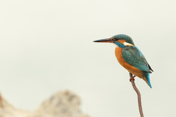 Side portrait of a Common kingfisher sitting on the edge of a wire against the bright sky
