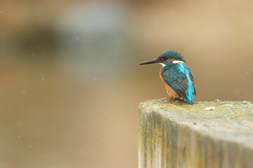 Common kingfisher sitting on the edge of a stone fence during rain