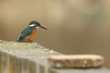 Common kingfisher sitting on the edge of a stone fence during rain