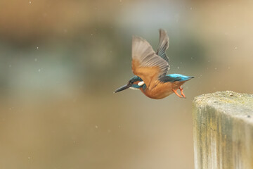 Common kingfisher with wings spread while taking off from a stone fence during rain