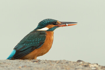 Common kingfisher with small fish in mouth