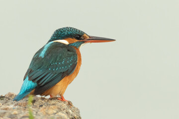 Side portrait of a Common kingfisher sitting on the edge of a rock against a bright background