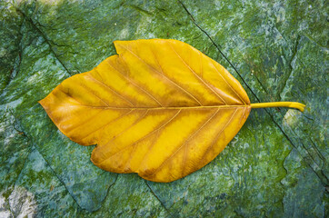 fallen yellow leaf on rock