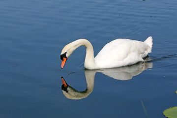 Fototapeta premium Swan reflected on a lake 