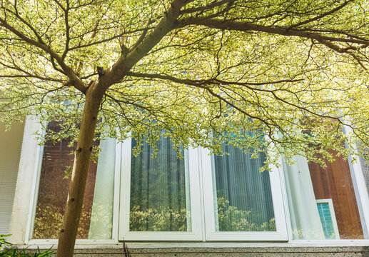Spring tree in front of house window