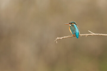 Back shot of a Common kingfisher sitting on a branch and looking sideways
