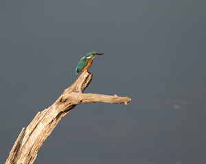 Common kingfisher sitting on the top of a trunk