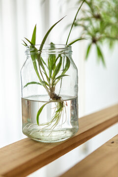 Spider plant plantlet