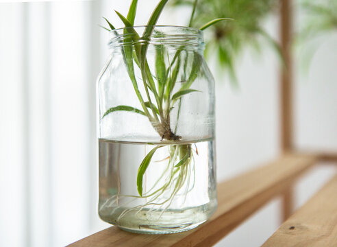 Spider plant plantlet