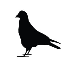 Silhouette pigeon.Isolated image on a white background. Black outline of birds for your design. Vector illustration