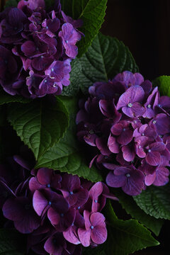hydrangeas