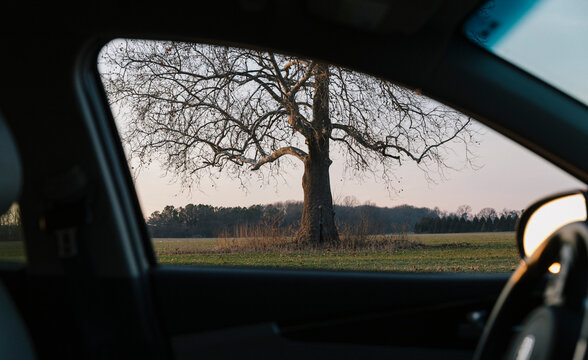 Tree seen  through car window