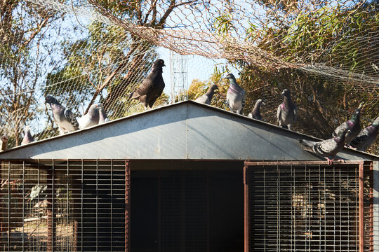 Homing Pigeons on top of their coop