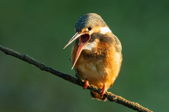 Close-up front shot of a Common kingfisher sitting on a branch with open mouth while vomiting pellet