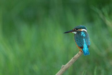 Back shot of a Common kingfisher sitting on a branch and looking sideways, against a green background