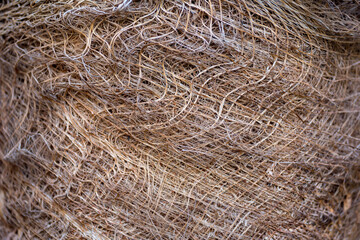 pattern of structural fibrous palm trunk