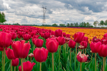 Obraz premium field of tulips