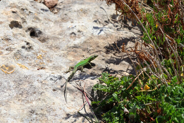 Spectating lizard on a rock