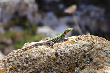 Naklejka na ściany i meble Spectating lizard on a rock