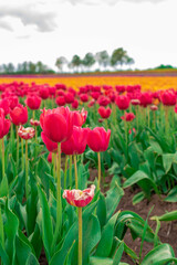 tulips in spring