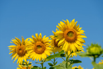 Selective focused on the blooming sunflowers row under the clear blue sky.