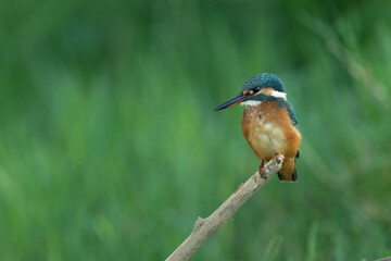 Front shot of a Common kingfisher sitting on a branch and looking sideways, against a green background