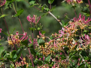 jolies fleurs rouges