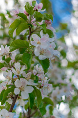 apple tree blossom