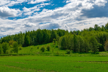 Fototapeta na wymiar green forest and sky